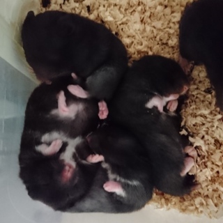 【ハムスター】クロクマのメス５匹です