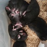 【ハムスター】クロクマのメス５匹です サムネイル4