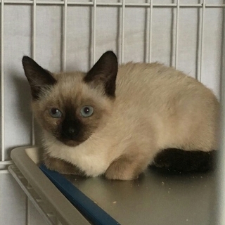 ビューティフルブルーアイ