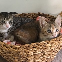 只今預かり中のチビちゃん