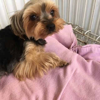 大人しいヨーキちゃん