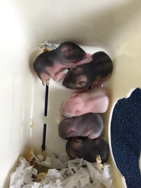 ジャンガリアンハムスター 赤ちゃん サムネイル2