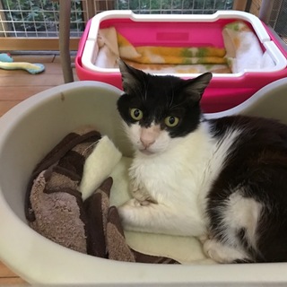 ちょっとびっくり顔のおとなしい大人猫さん