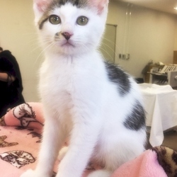 猫の譲渡会 名古屋市港区