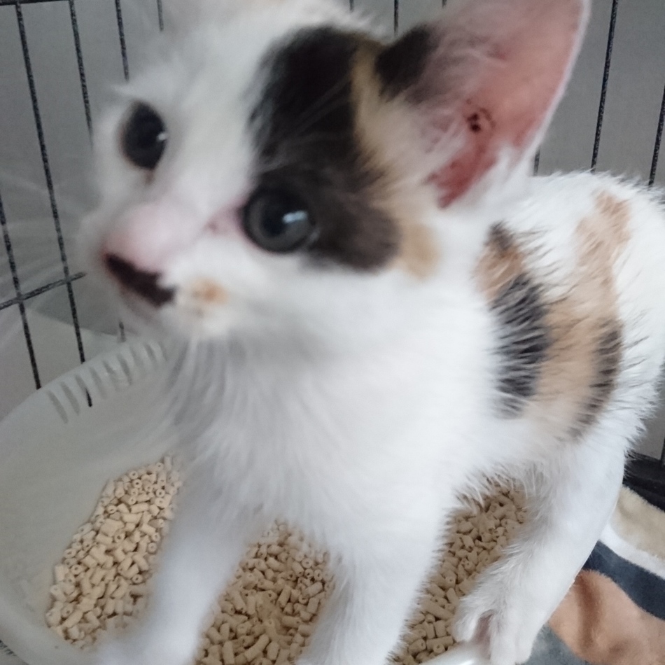 ドリー(仮名⇒新しいおうちへ)のカバー写真