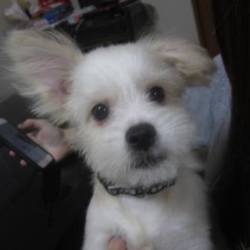 アグリドッグレスキュー７月譲渡会 サムネイル2