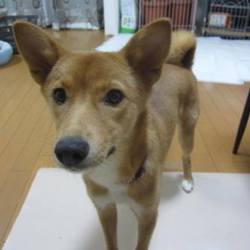 アグリドッグレスキュー７月譲渡会 サムネイル3