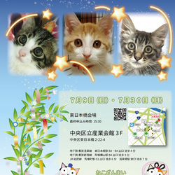 ねこざんまい譲渡会in東日本橋