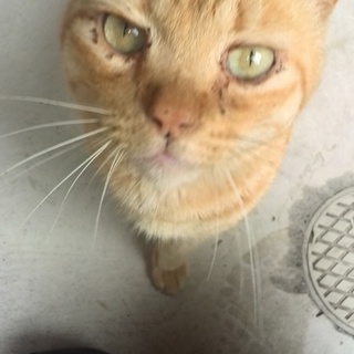 自分も捨てネコなのに、よその子猫の面倒を見てる