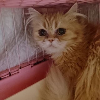 ペルシャ☆ミーちゃん☆女の子5歳