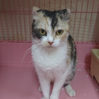 スコF☆タイガー☆女の子・半折耳・6歳・短毛