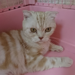 スコF☆きなこ☆女の子・折耳・6歳・短毛