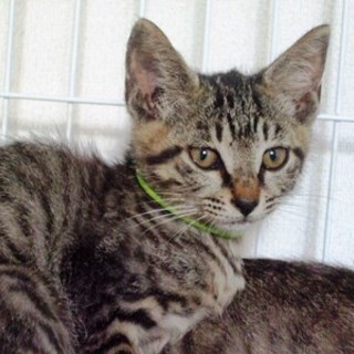 ガルくん　　　２ヵ月半くらいの男の子