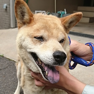 【助けて下さい❗️】大人しいシニアわんこ