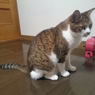ぽっちゃり甘えん坊