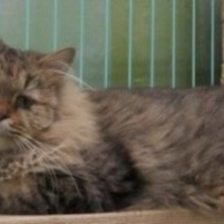 譲渡先が決まりました。ありがとうございました。