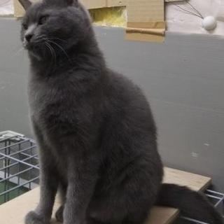 譲渡先が決まりました。ありがとうございました。