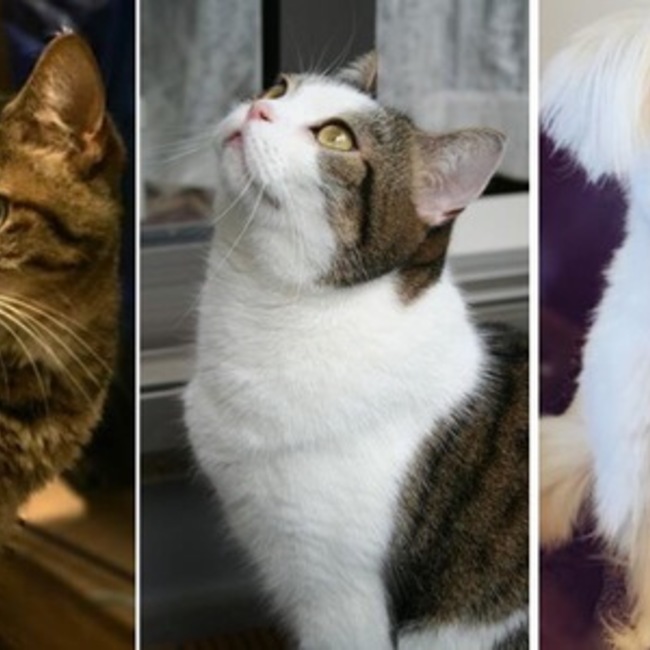 みつとてんまるのカバー写真