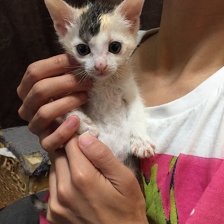 子猫の里親募集中