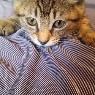 飼育崩壊直前に保護！とても元気です！！！