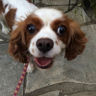 キャバリア　クレール　明るい女の子　４歳