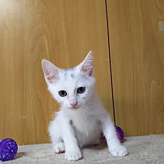 この子を新しい家族に迎えて下さい