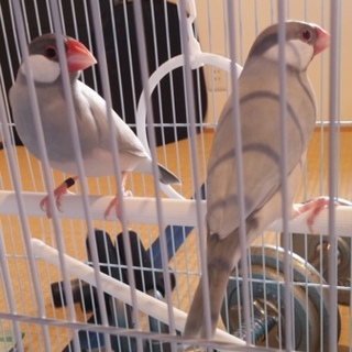 シルバー文鳥ペア