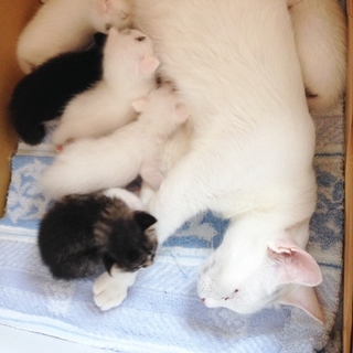 美形の白猫と子猫たち
