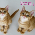 茶とら♂ 仲良し兄弟