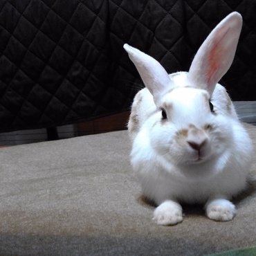 生後８か月。いつの間にか、肉垂が出来てきました。何だか貫禄もさらに出てきています。