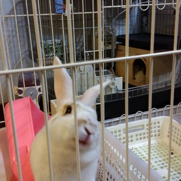 先日、初めて１泊のお留守番。帰宅したら、トイレをひっくり返して、使用済みのシーツを巣箱に持ち帰り…寂しい想いをさせて、ごめんね。