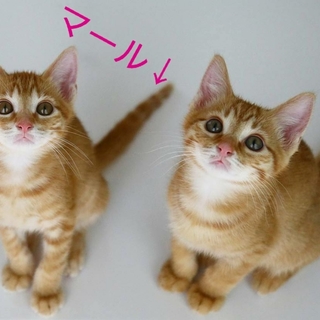 茶とら♂ 仲良し兄弟 