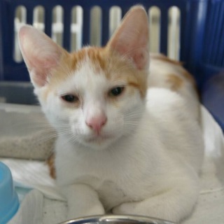 里親様が決まりました♡有難うございました！