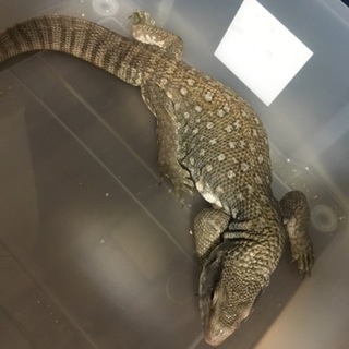 サバンナオオトカゲの里親募集