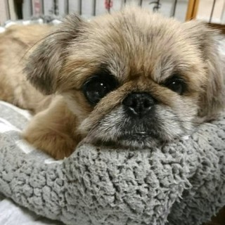 ペキニーズの鈴夏(りんか)ちゃん