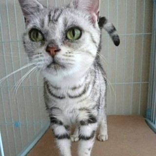 アメリカンショートヘアのぽーちゃん