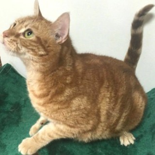 アメリカンショートヘアのキラくん