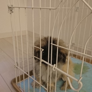 大至急募集いたします‼️  血統書あり