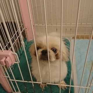 大至急募集いたします‼️  血統書あり