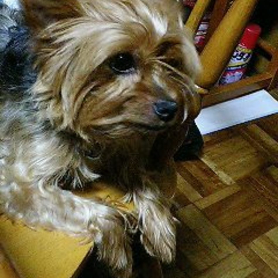 小梅のカバー写真