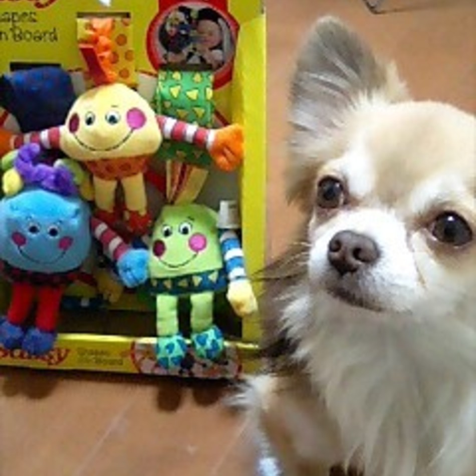 小次郎のカバー写真