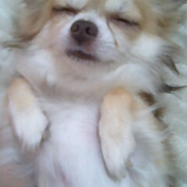 ギズモに似てる！？笑