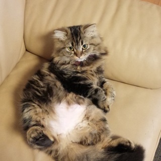 優しさ里親さんに決まりました(^-^)