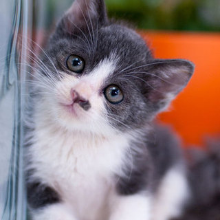 ブルー＆ホワイト、ほくろくん