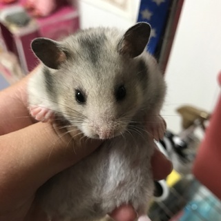 ハムスター  メス1匹