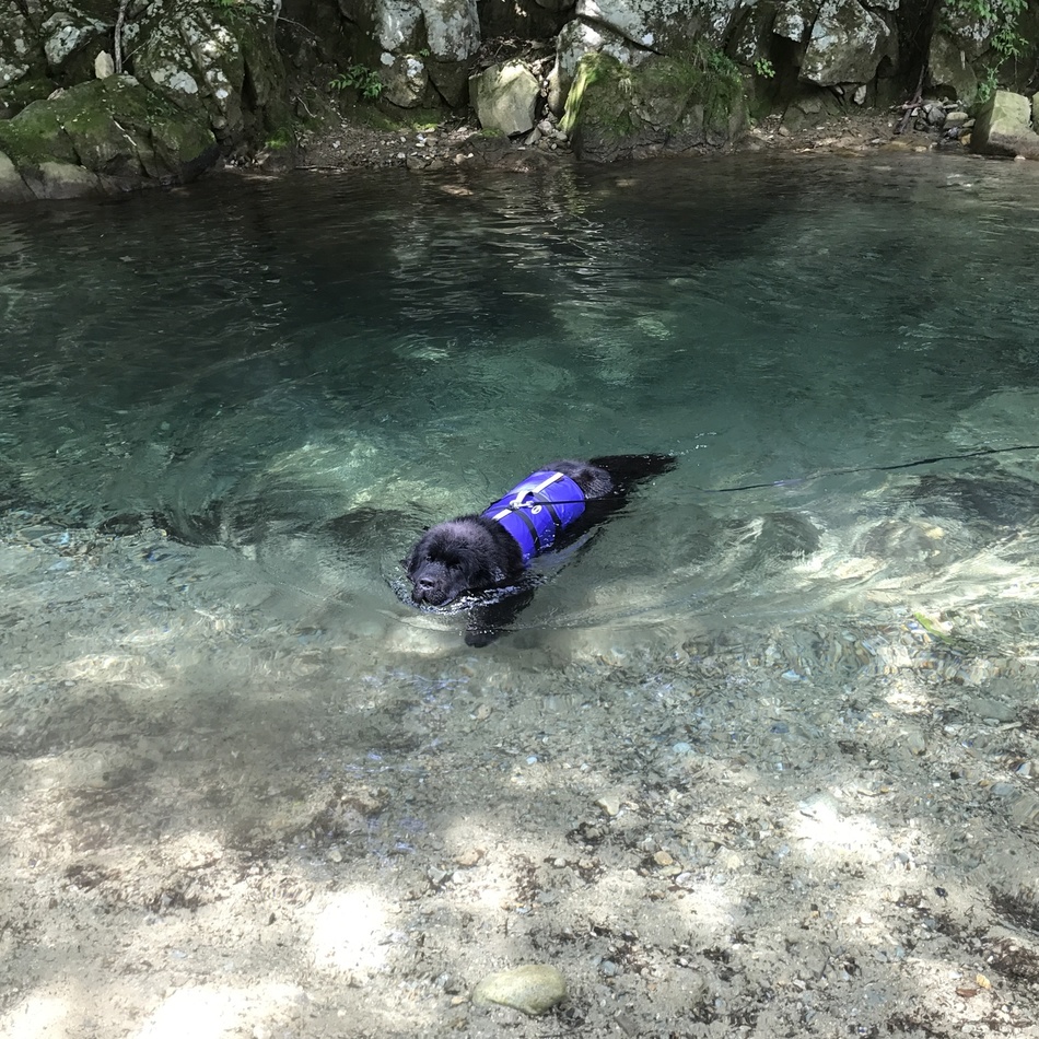 スージーのカバー写真