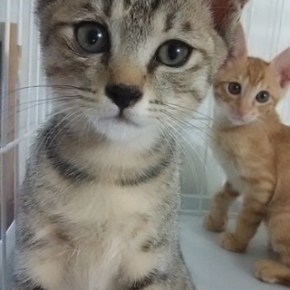 仲良し兄弟のキジトラ、茶トラ