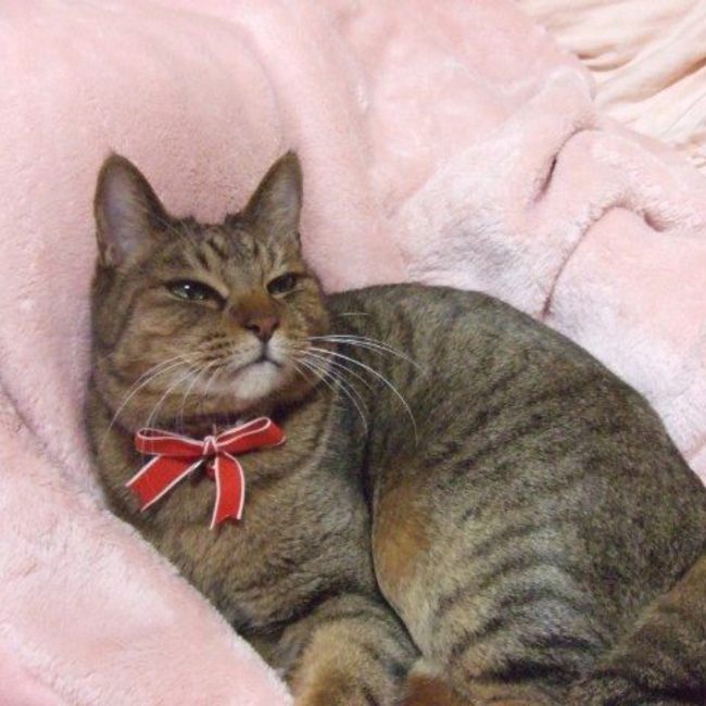 猫だけ♡のカバー写真