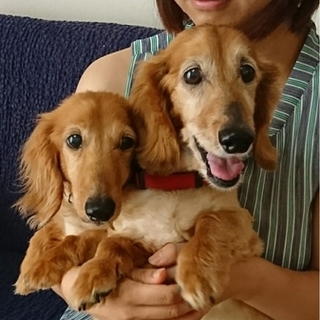 飼い主死亡により、行き場を失ったダックスの兄弟です