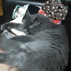 「読む価値もない駄文ですのであしからず。」サムネイル1